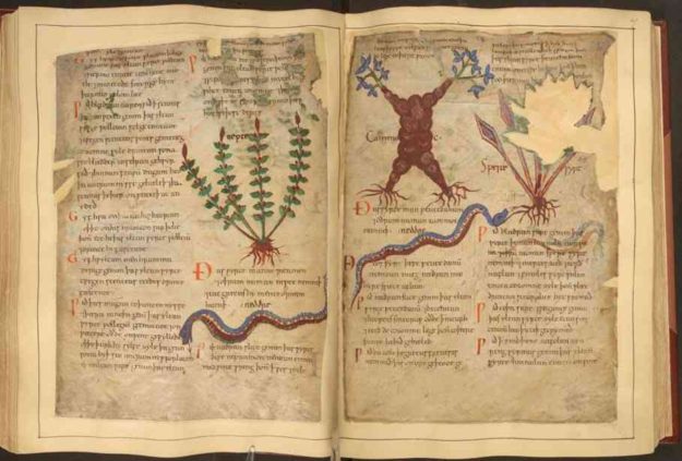 manuscrit-plantes-medicinales