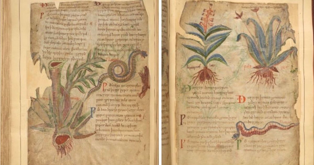 cotton vitellius manuscript