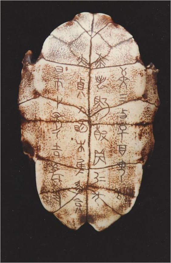 carapace chine 2