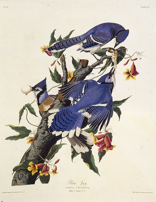 audubon 4