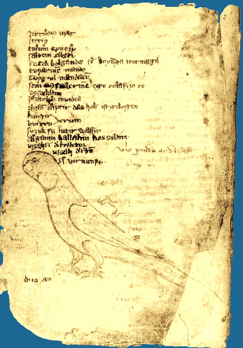 cumanicus 2